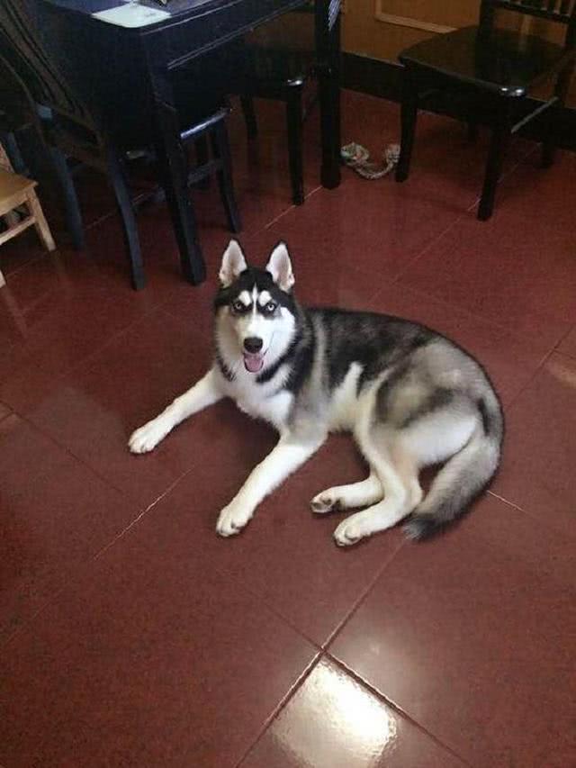 二哈绝育后出门遛弯,偶遇给它做手术的医生,狗子反应把主人吓坏休闲区蓝鸢梦想 - Www.slyday.coM 二哈绝育后出门遛弯,偶遇给它做手术的医生,狗子反应把主人吓坏休闲区蓝鸢梦想 - Www.slyday.coM