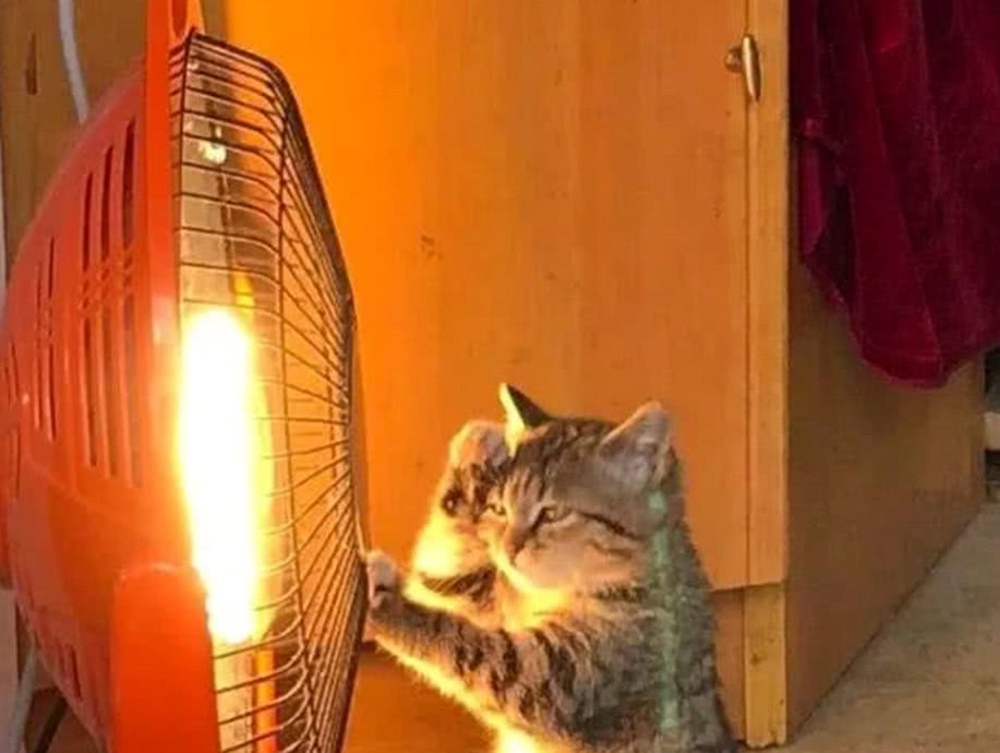 猫咪边看店边烤火中途随意的一个小动作赢得了网友百万点击