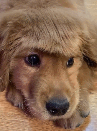 主人给狗狗梳毛发结果梳出新发型立马秒变傻狗狗