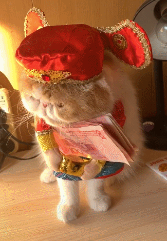 一只猫抱着一沓钱图片图片