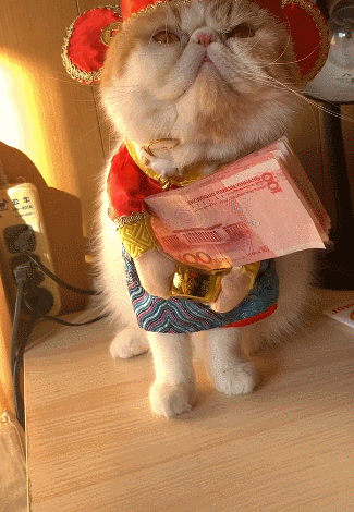 猫咪抱着百元钞票对着主人做恭喜发财网友直呼赚翻了