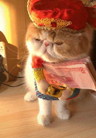 猫咪抱着百元钞票对着主人做恭喜发财网友直呼赚翻了