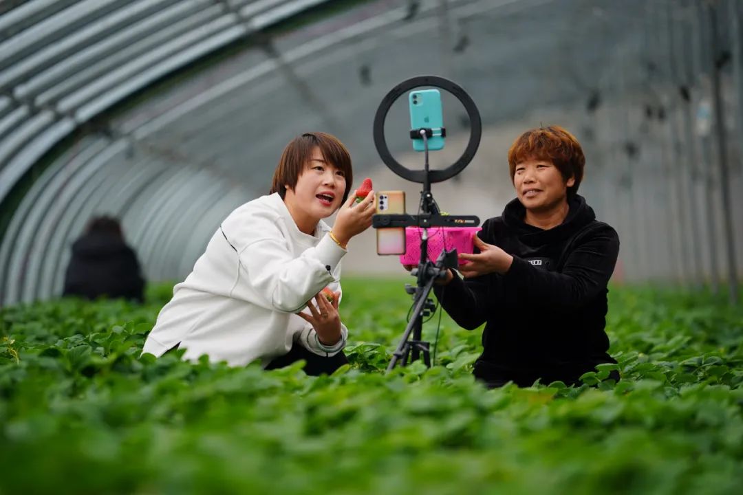 河北省迁安市扣庄镇田庄村农民在大棚内利用直播的形式推介草莓 牟宇