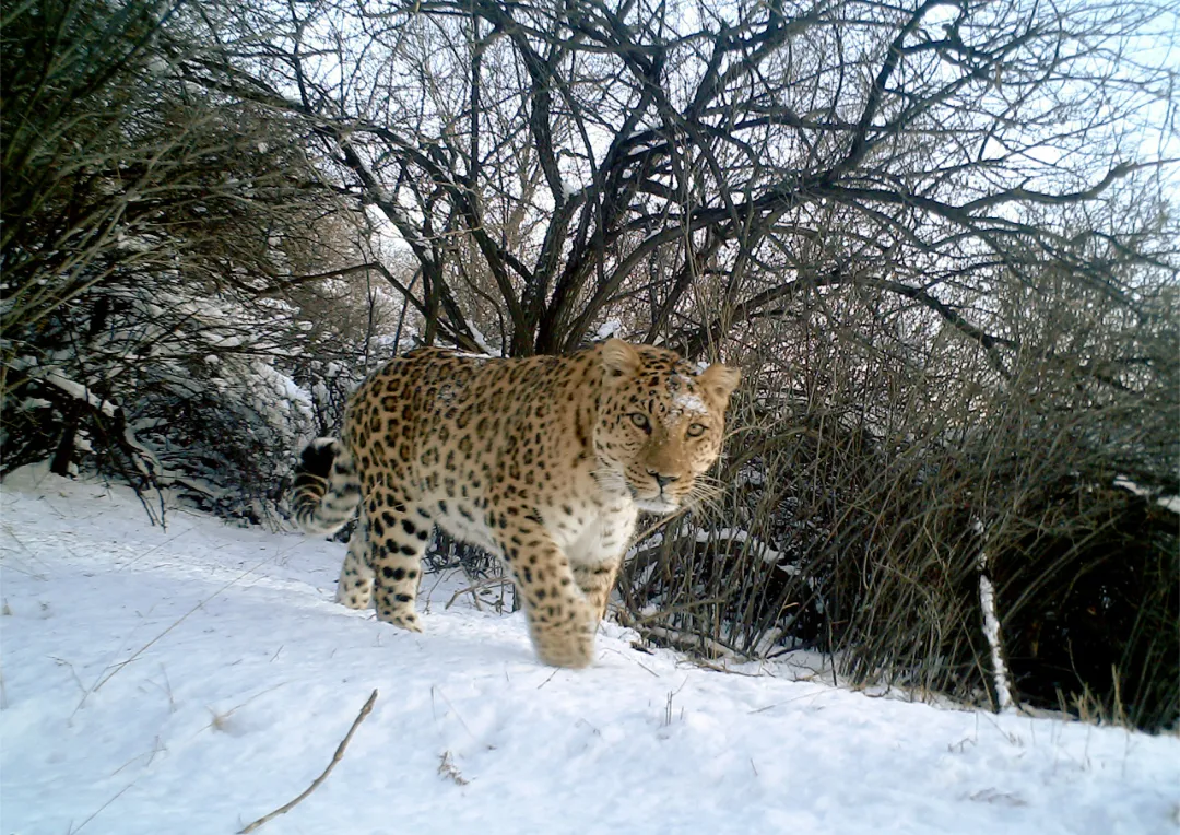 20万"住福",10万元,这个春节,华北豹也有压岁钱!|山西省_新浪新闻