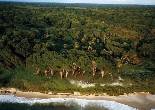 猩猩|进化|加蓬_新浪新闻