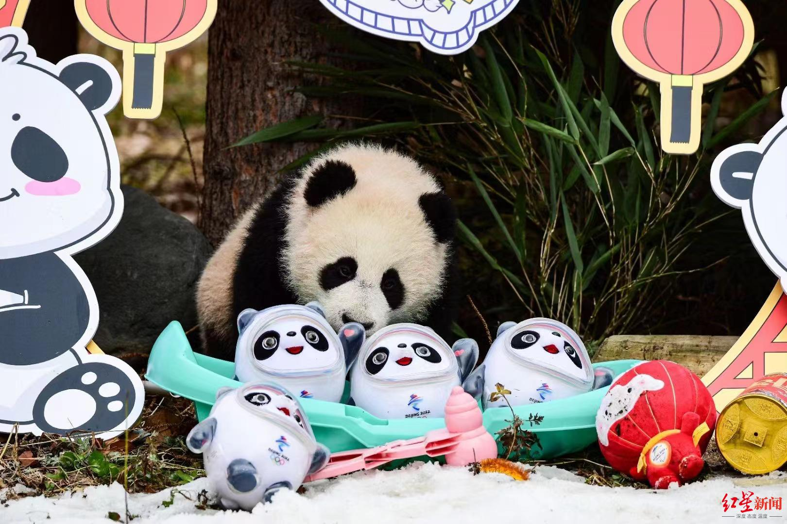 熊猫宝宝与冰墩墩同框!网友:连熊猫宝宝都实现一熊一墩了,我呢?