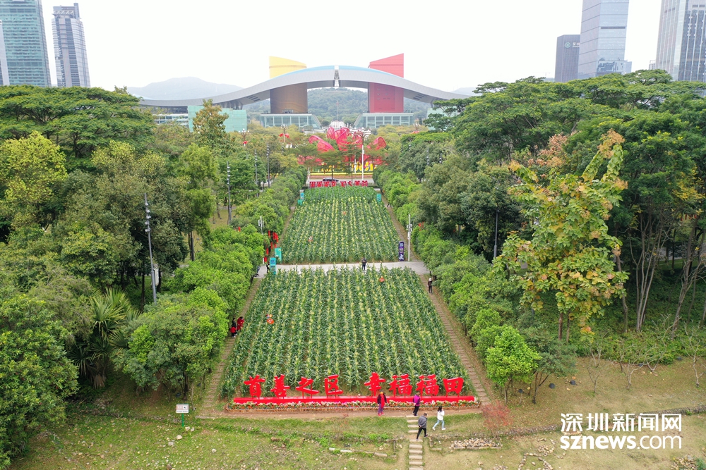 in视频|今日深圳:中心区3000平"市民花田"结出玉米棒