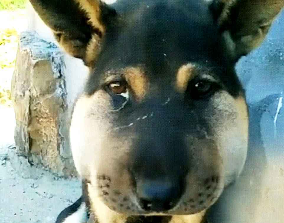 众网友都表示第一次看到这样被叮的圆润的狗头,瞬间就笑趴下了.