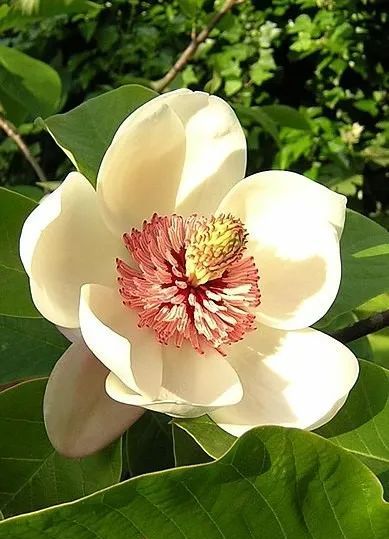 植物界全系列木兰科木兰亚科上华盖木