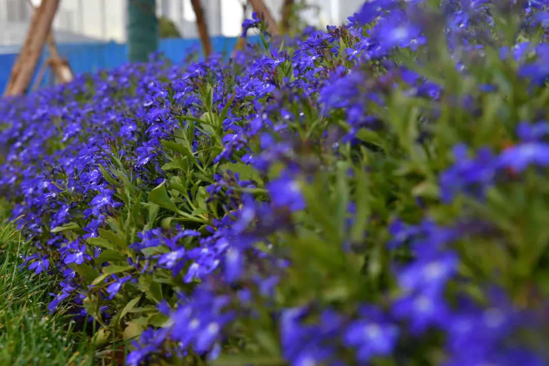 速来报名！五华区这个公园等你来命名休闲区蓝鸢梦想 - Www.slyday.coM