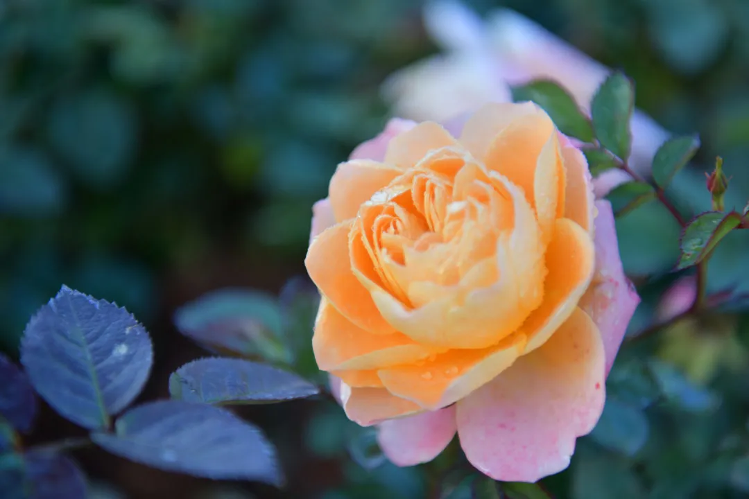 速来报名！五华区这个公园等你来命名休闲区蓝鸢梦想 - Www.slyday.coM