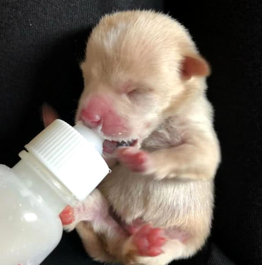 发现了一只刚出生没多久,被人抛弃在草丛里的小狗狗