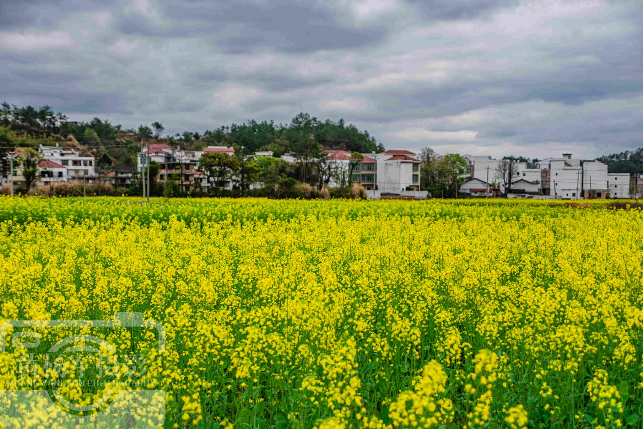 江西最低调的宝藏县，辖9个镇14个乡多山水，油菜花开春色美如画休闲区蓝鸢梦想 - Www.slyday.coM