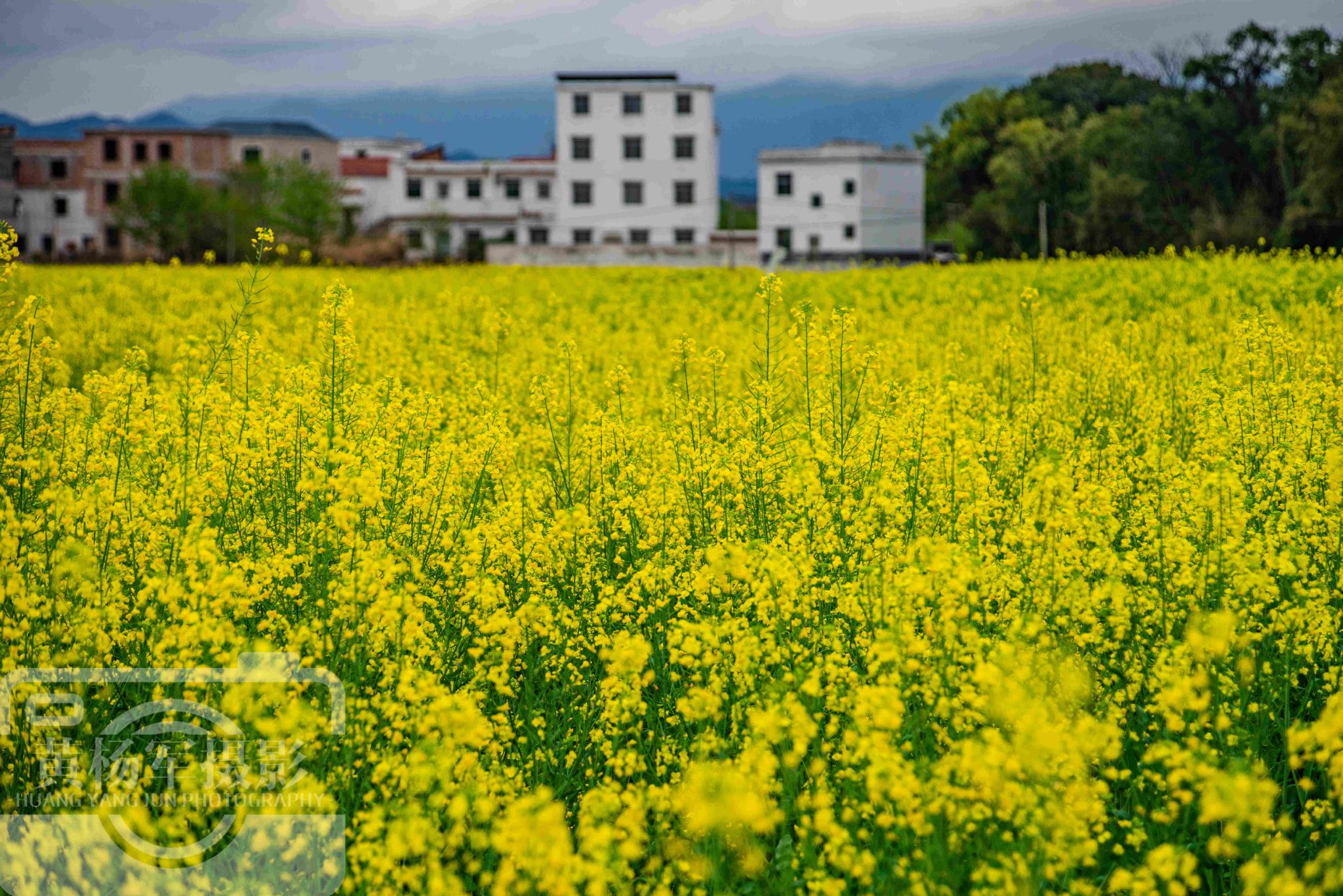 江西最低调的宝藏县，辖9个镇14个乡多山水，油菜花开春色美如画休闲区蓝鸢梦想 - Www.slyday.coM