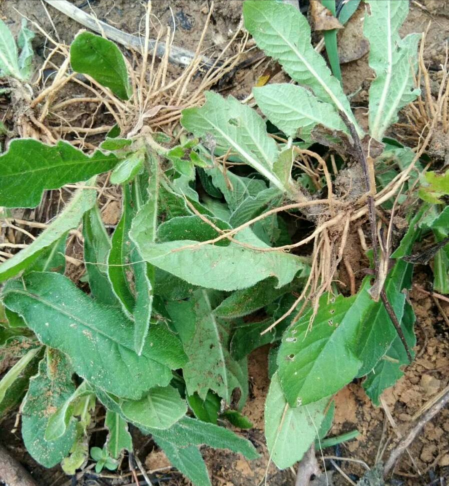 菜地意外发现老人们眼中的肿瘤草,用途非常的强大,一起来认识下__财经
