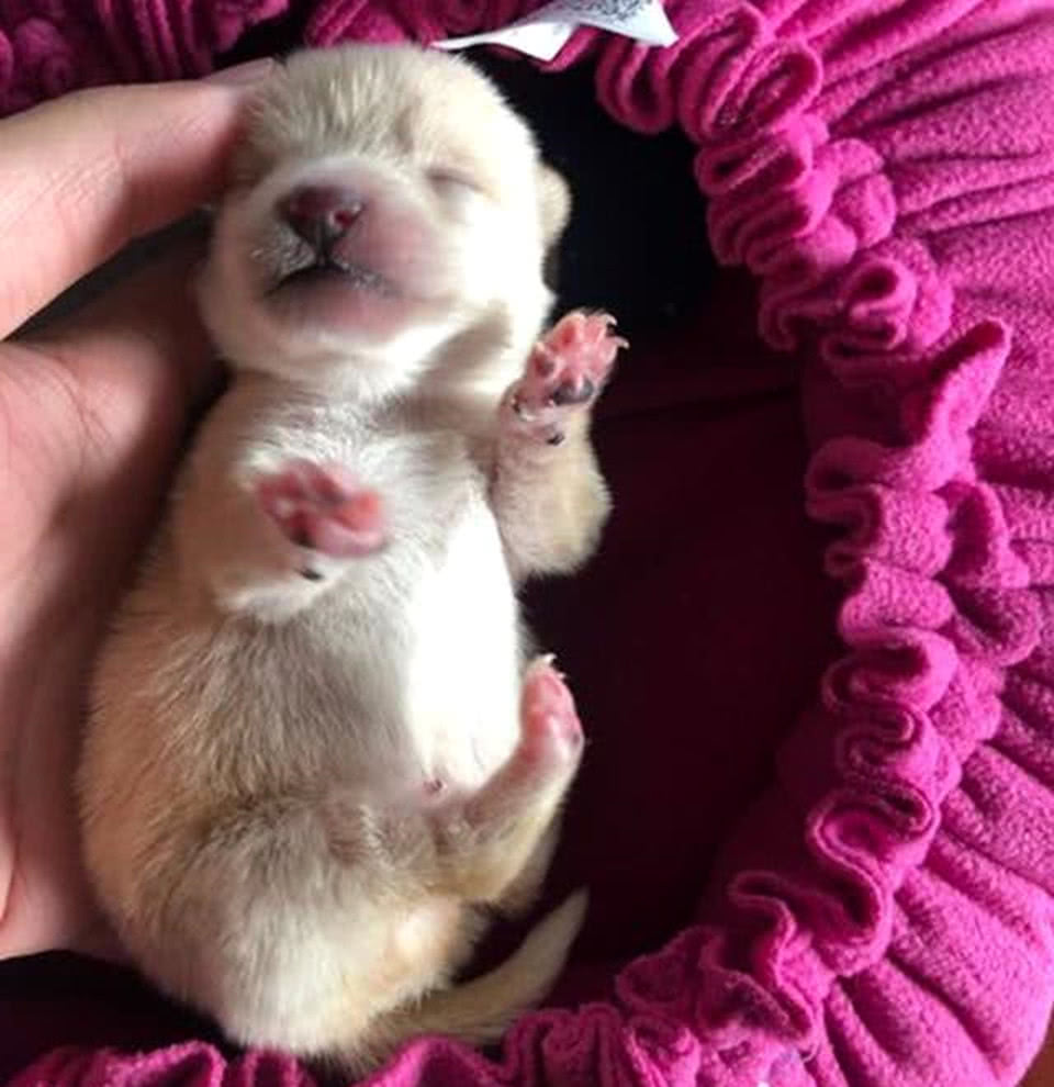 网友捡到刚出生的小狗,还担心不会养活,几天后被样子萌翻了|小狗|出生