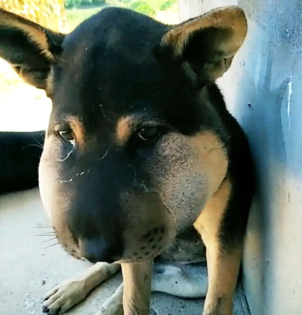 小土狗被马蜂叮了后摇身一变成了牛头梗主人看后瞬间笑趴下