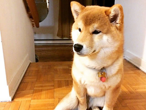 柴犬为什么又叫西八犬这个名字 是什么梗什么意思来源出处