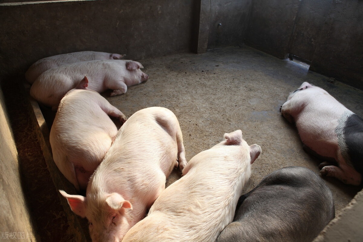 猪价断崖下跌,猪多消费低并非主因,有人搞鬼恐怕是猪场没想到的