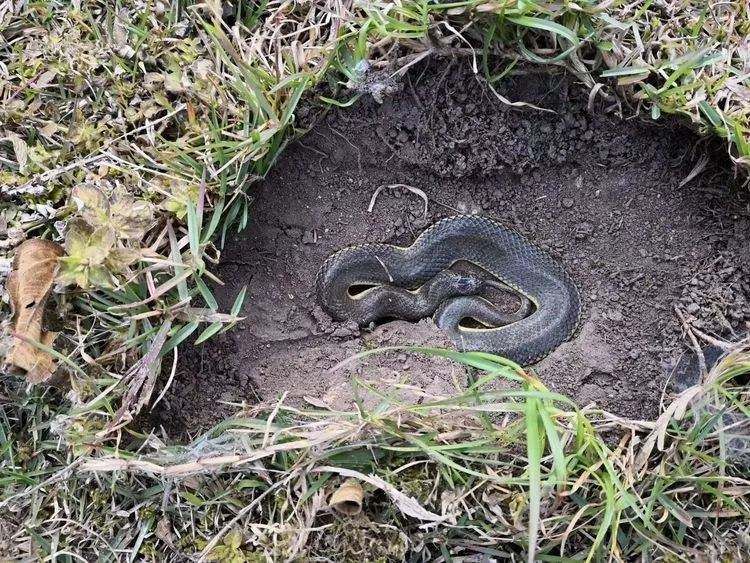 冬眠的蛇为什么还会咬人不是蛇冬眠就失去知觉了吗