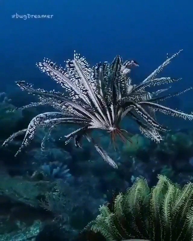 羽毛海星长相优雅,展开时非常漂亮,表面有石灰质的壳