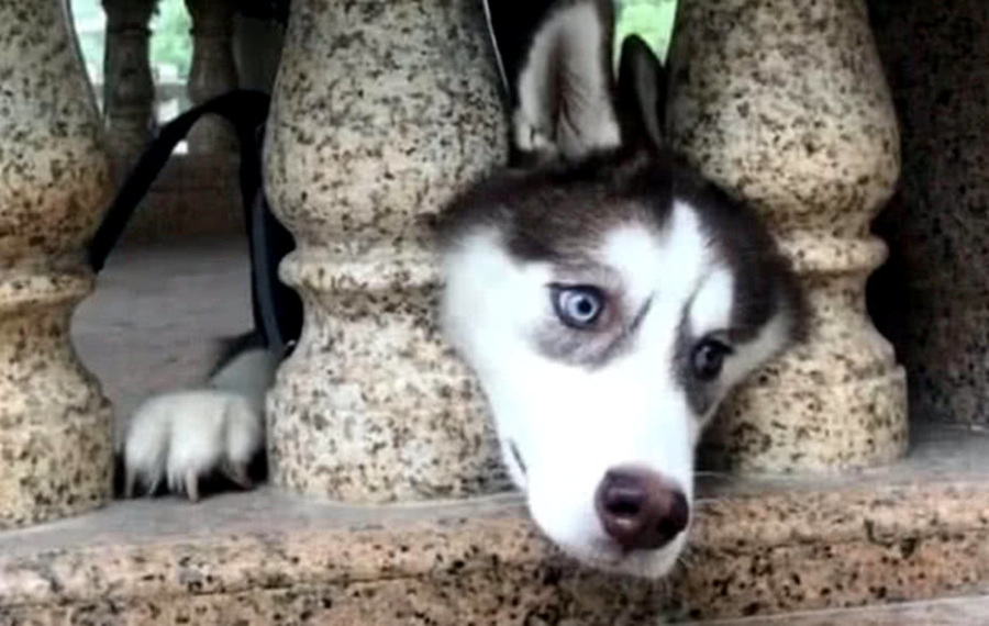 二哈犯傻钻柱子玩结果一不小心被卡住了表情狰狞笑翻旁人