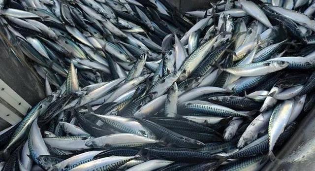 挪威青花鱼价格大涨 第五周涨至五年最高水平 挪威 新浪新闻