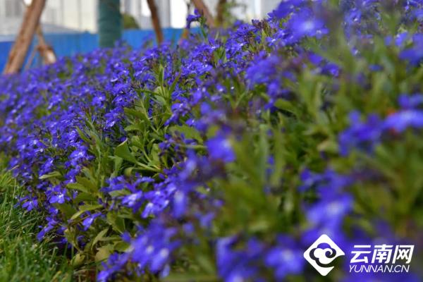 美哉！昆明五华区这个公园等你来命名休闲区蓝鸢梦想 - Www.slyday.coM