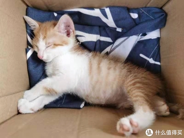 捡到流浪猫不要手忙脚乱，看看我是怎么做的，希望能帮到你休闲区蓝鸢梦想 - Www.slyday.coM