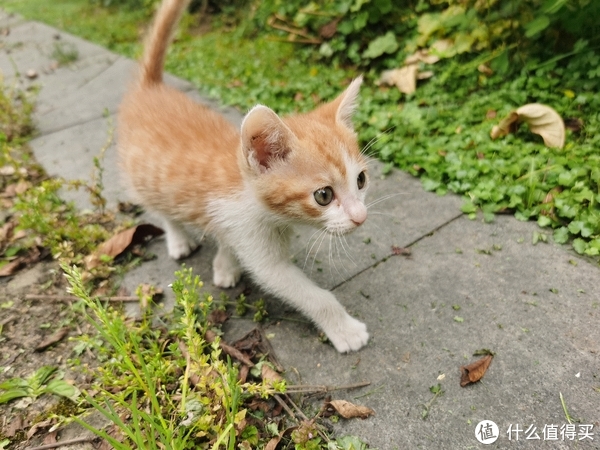 捡到流浪猫不要手忙脚乱，看看我是怎么做的，希望能帮到你休闲区蓝鸢梦想 - Www.slyday.coM
