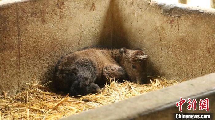 金毛羚牛幼崽蜷缩在笼舍中. 钱晨菲 摄