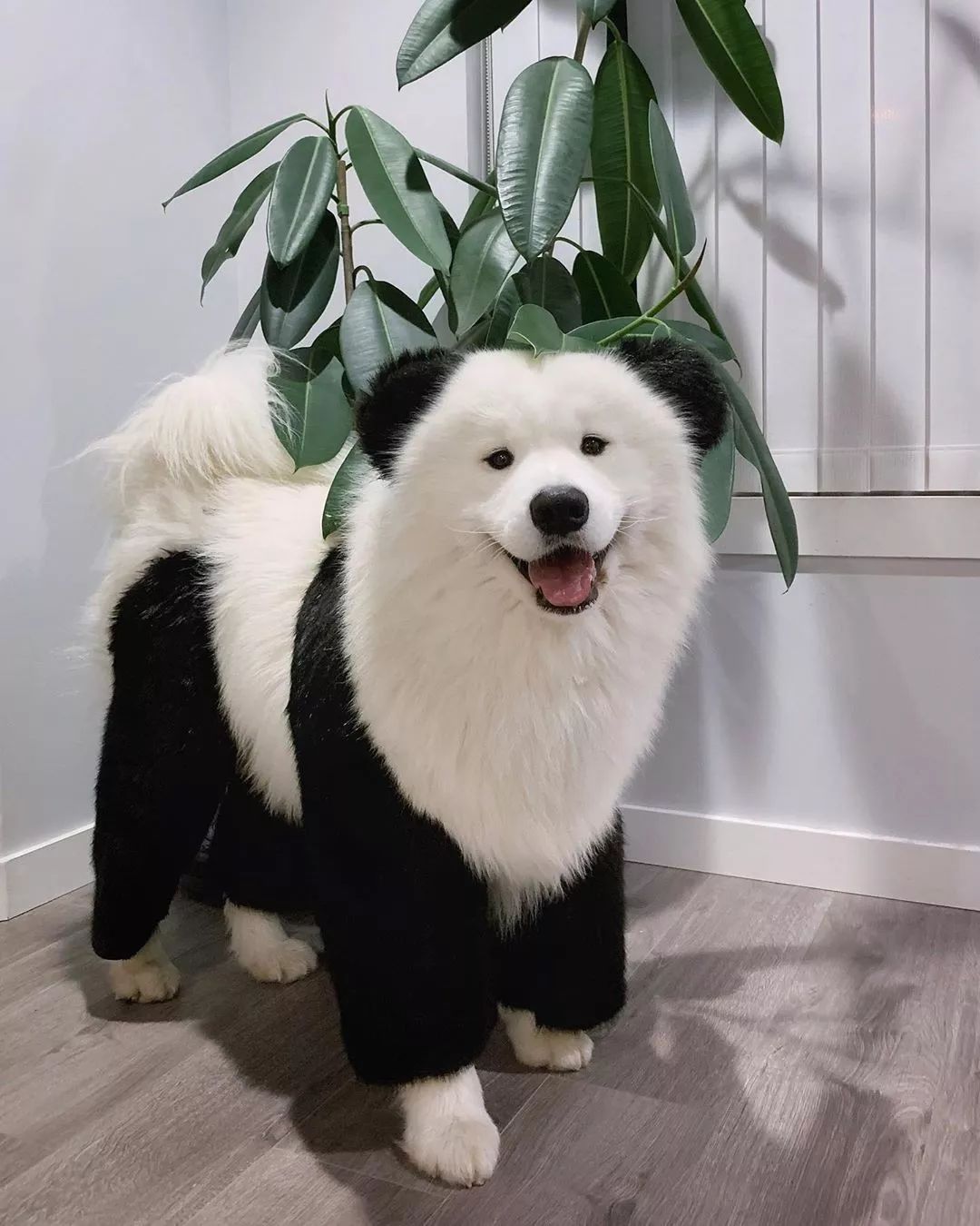 谁不想拥有一只萨摩耶熊猫呢