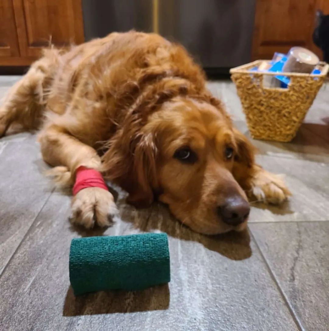 看狗弟受伤得到很多照顾后大金毛装病倒地不起它有的本汪也要有