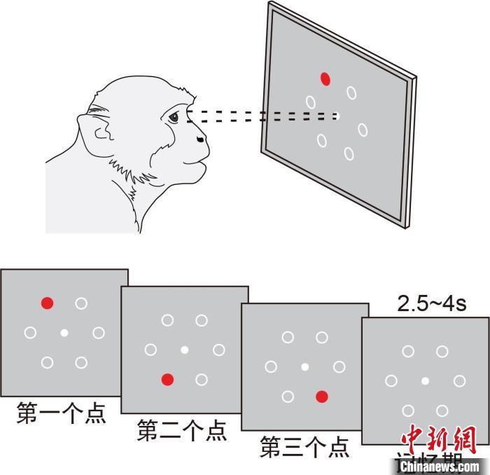中国科学家在大脑序列记忆上有新发现可帮助运动员 手机新浪网 中国科学家在大脑序列记忆上有新发现可帮助运动员 手机新浪网