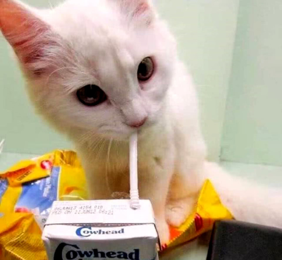 小白猫超级爱喝牛奶紧紧抱住吸管不放小模样萌化了少女心