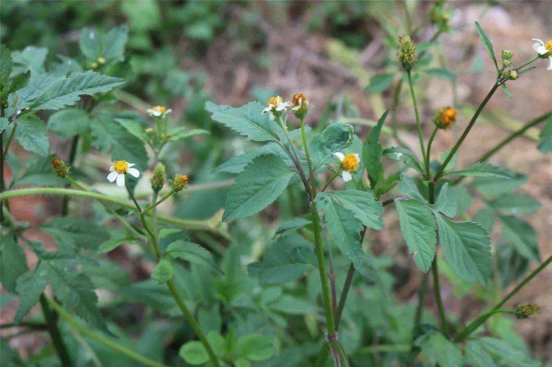 鬼针草名字很可怕民间却有妙用拿来煮水喝作用厉害了