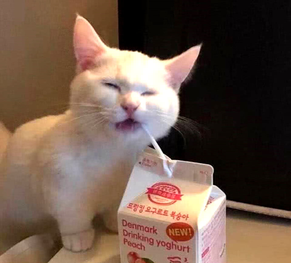 小白猫超级爱喝牛奶紧紧抱住吸管不放小模样萌化了少女心