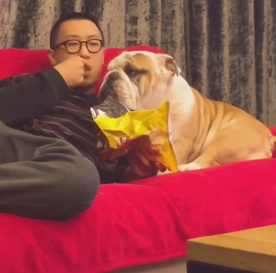 狗狗和主人一起睡在沙发,可是薯片主人独享气的狗狗脸都歪了!