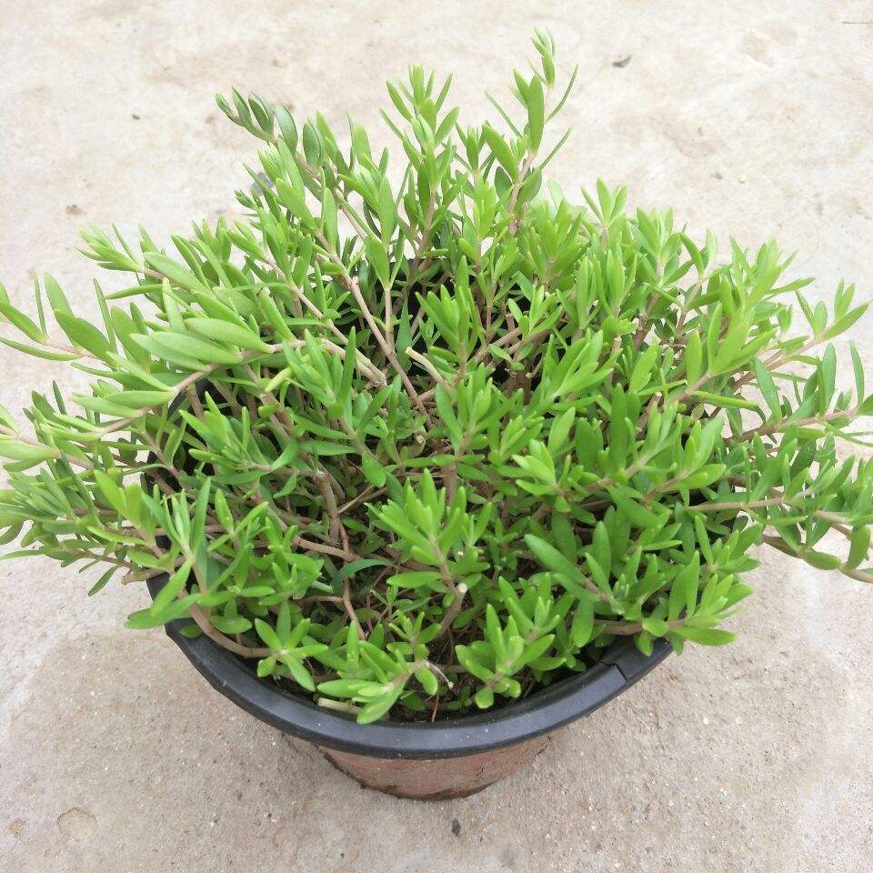 农村常见的多肉植物垂盆草全草有药用价