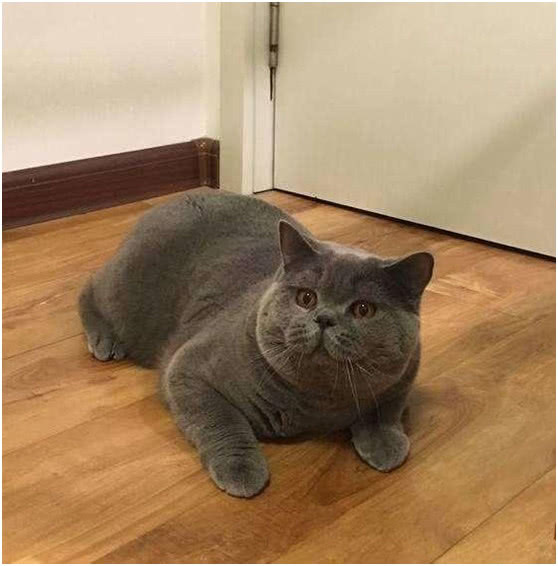 蓝猫长胖的速度太快,以为是虚胖,剃完毛才知道是真胖!__财经头条