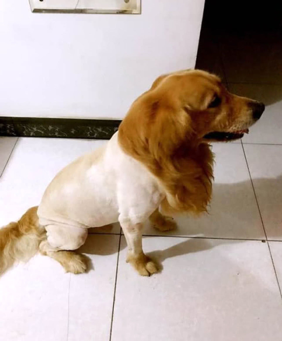 男子担心天太热热坏金毛拿起剪刀就给它修毛剪完却后悔了