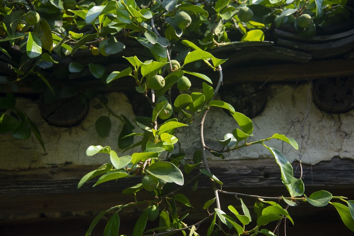 薜荔也叫凉粉果它的用途你知道吗看到记得采回家