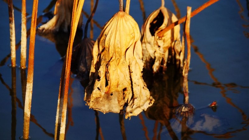 蚂蚁全媒体中心总编刘鑫炜推荐休闲区蓝鸢梦想 - Www.slyday.coM 蚂蚁全媒体中心总编刘鑫炜推荐休闲区蓝鸢梦想 - Www.slyday.coM