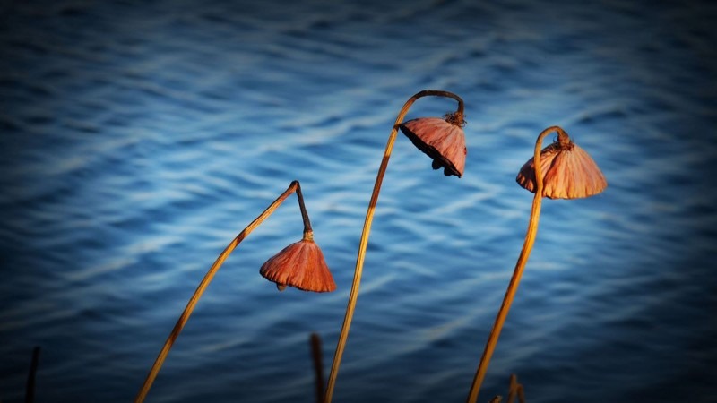 蚂蚁全媒体中心总编刘鑫炜推荐休闲区蓝鸢梦想 - Www.slyday.coM 蚂蚁全媒体中心总编刘鑫炜推荐休闲区蓝鸢梦想 - Www.slyday.coM
