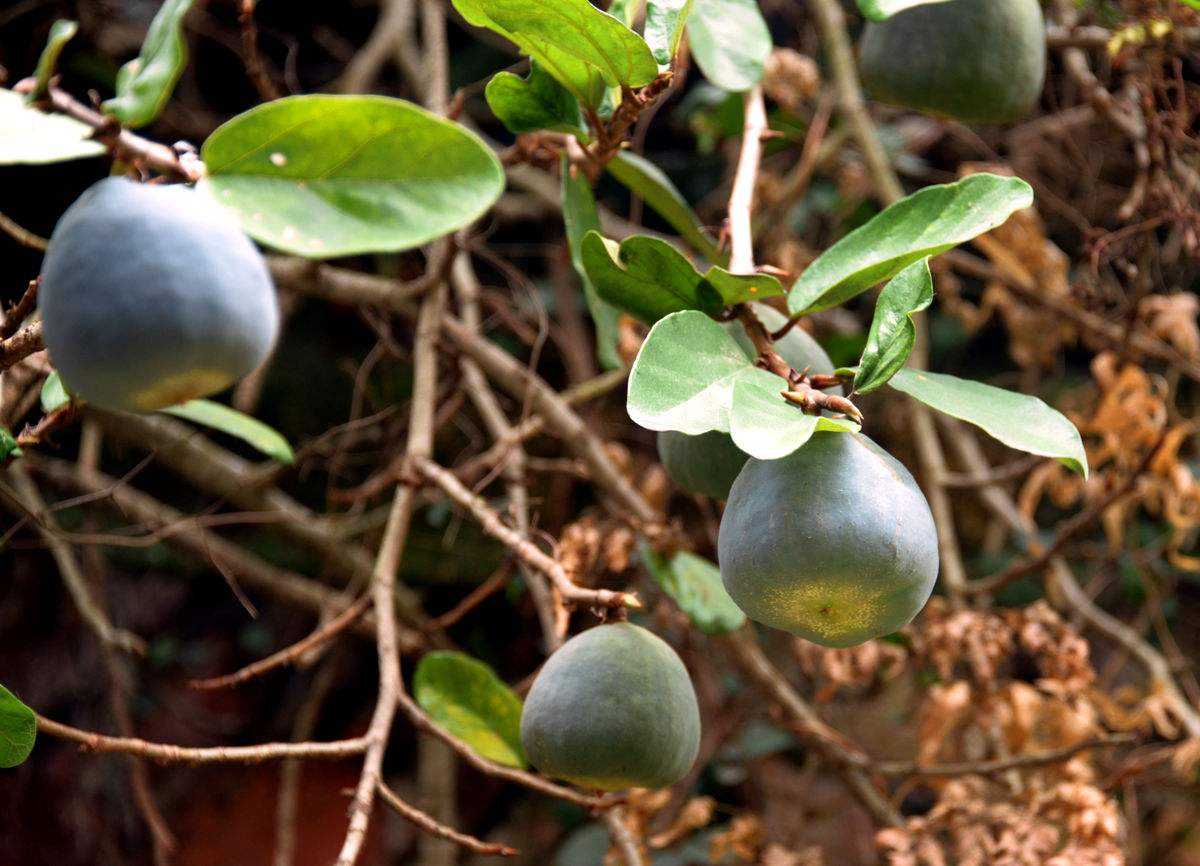 薜荔也叫凉粉果它的用途你知道吗看到记得采回家