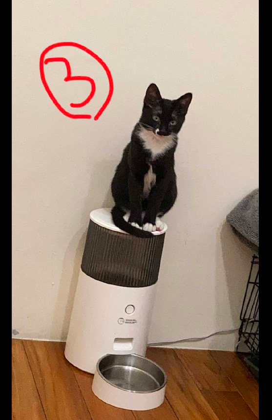 自从买了自动喂食器后，猫咪就整天守在旁边等着，十足的吃货啊！休闲区蓝鸢梦想 - Www.slyday.coM