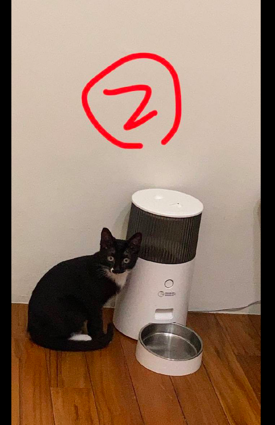 自从买了自动喂食器后，猫咪就整天守在旁边等着，十足的吃货啊！休闲区蓝鸢梦想 - Www.slyday.coM