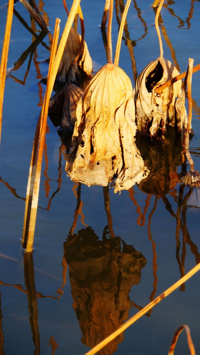 蚂蚁全媒体中心总编刘鑫炜推荐休闲区蓝鸢梦想 - Www.slyday.coM 蚂蚁全媒体中心总编刘鑫炜推荐休闲区蓝鸢梦想 - Www.slyday.coM