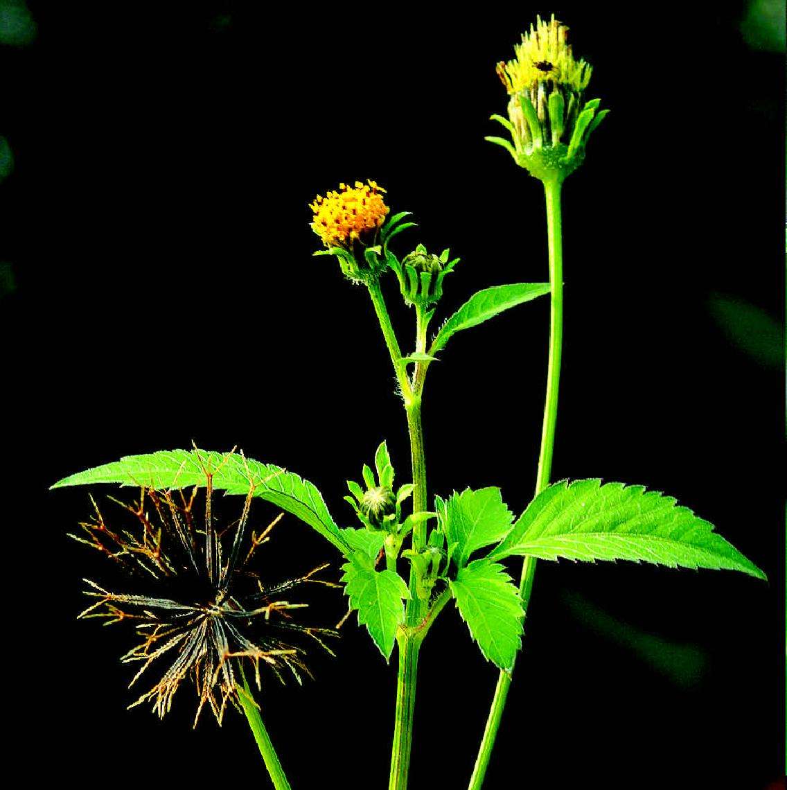 鬼针草名字很可怕民间却有妙用拿来煮水喝作用厉害了