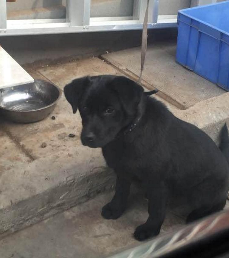 养了只黑色拉布拉多网友都说是土狗男子一句话令人哑口无言